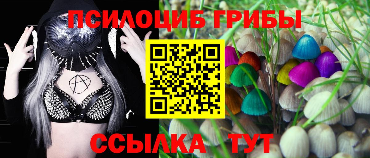 Псилоцибиновые грибы Cubensis Арзамас